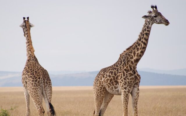 steve c d1dx 1xrjti unsplash